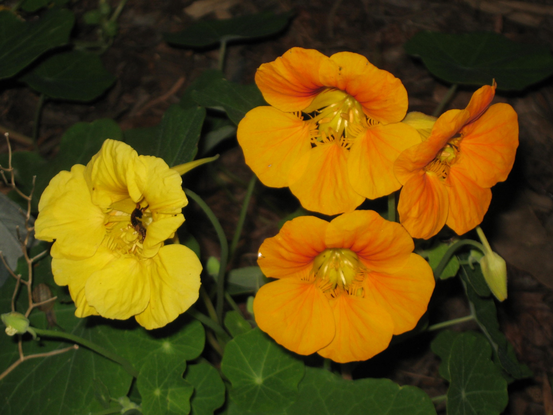 flower yellow orange free photo