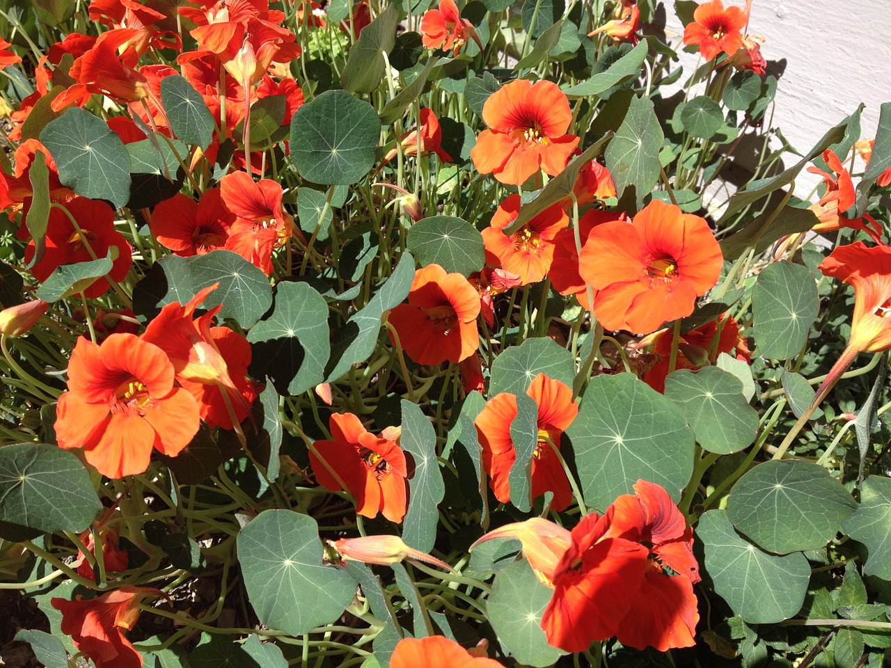 nasturtiums orange summer free photo