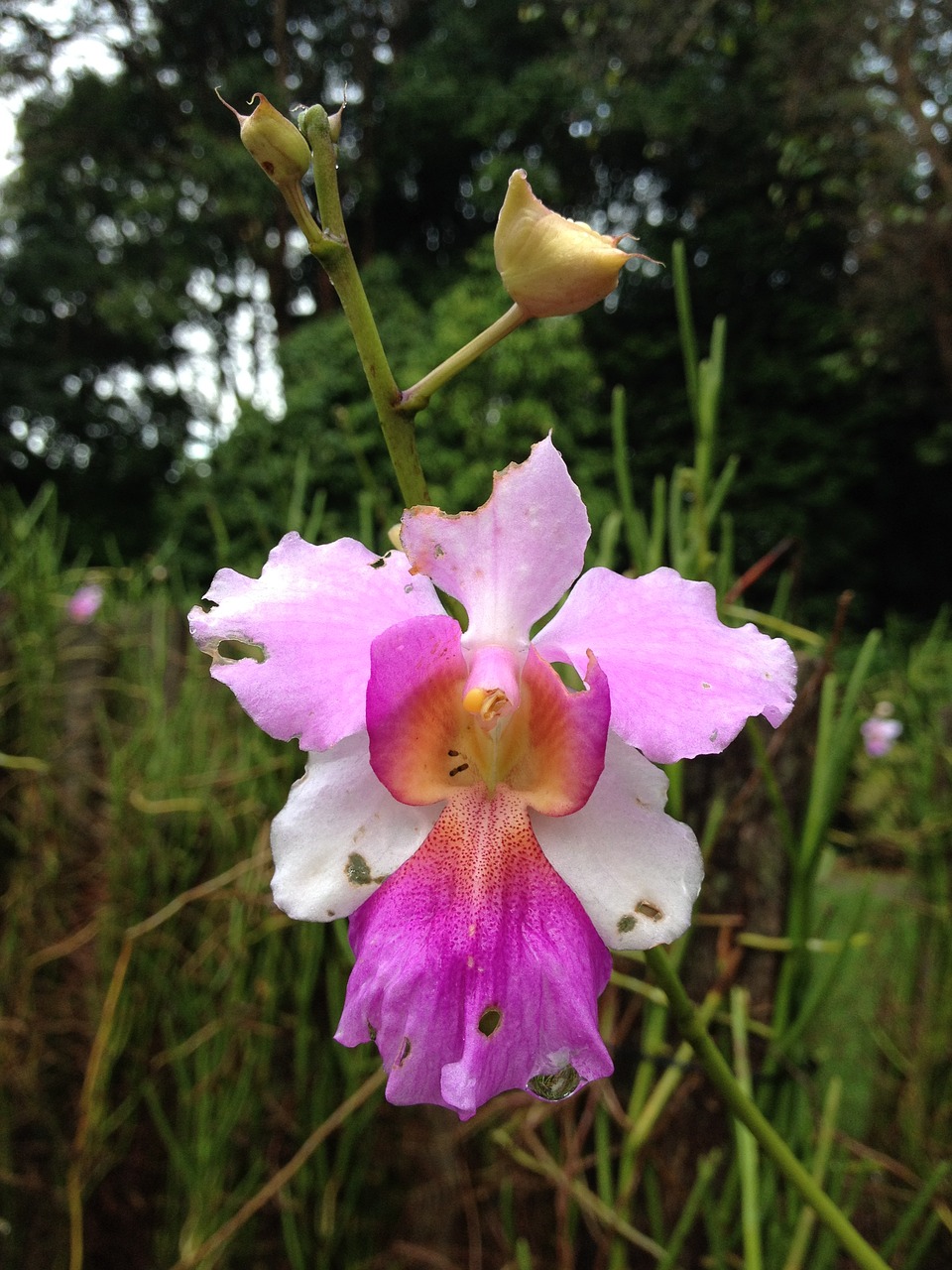 national flower singapore free photo