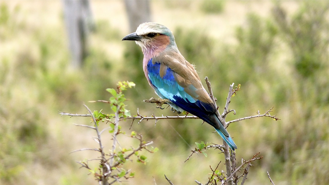 national bird wildfowl namibia free photo