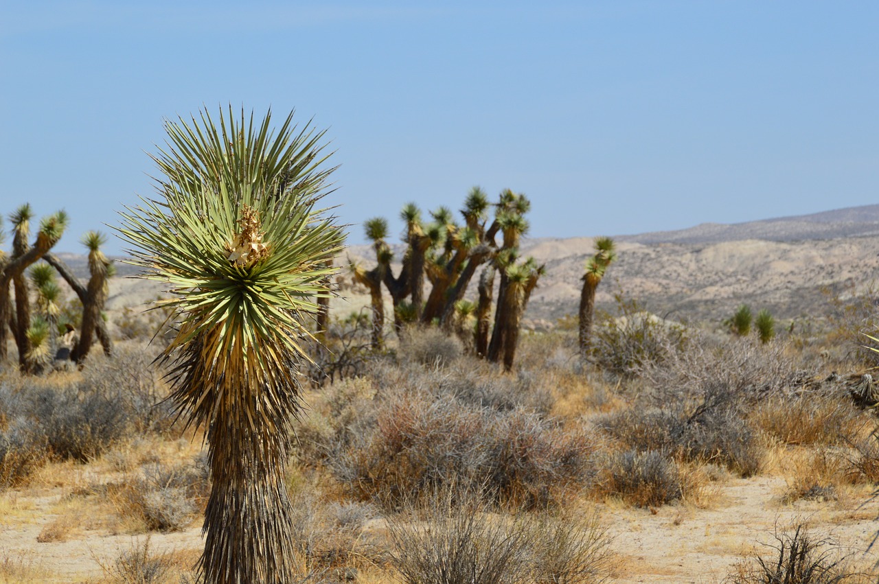 national park cactus america free photo