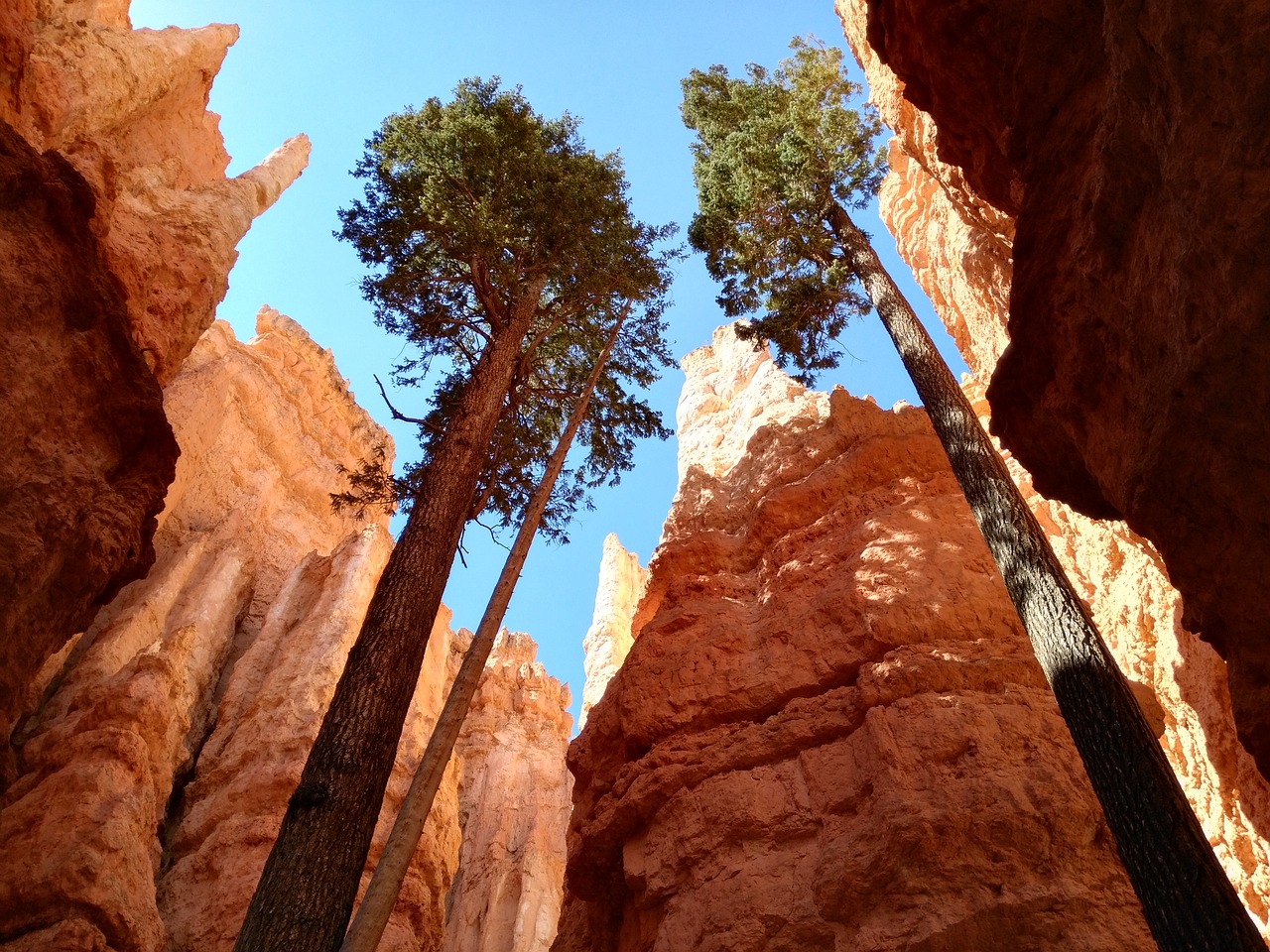 national park bryce canyon usa free photo