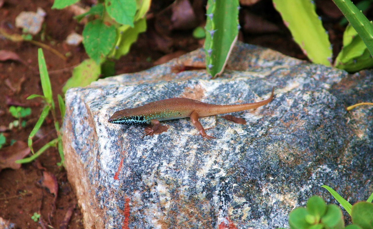 national park mole national park tourism ghana free photo