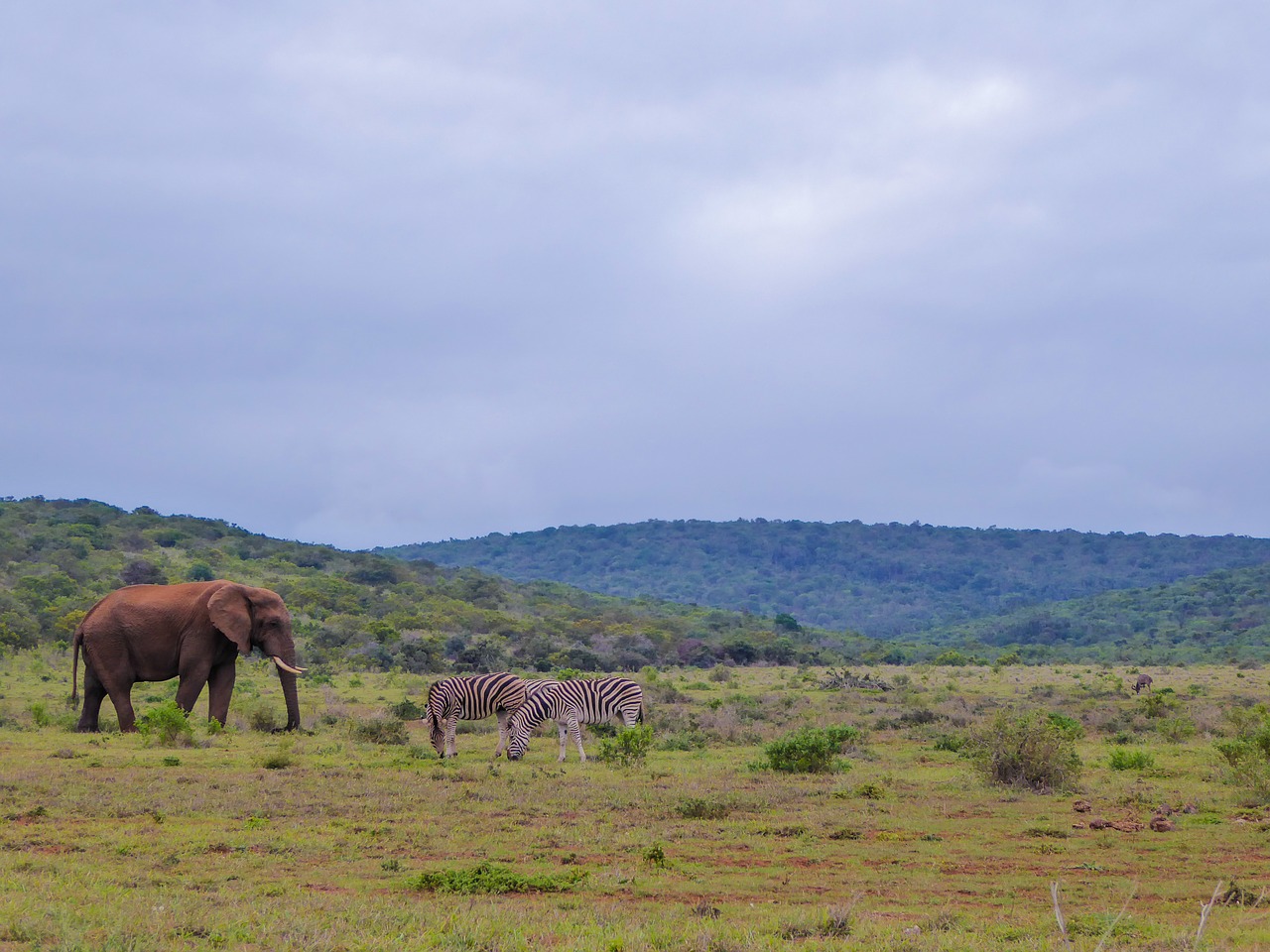 national park safari panorama free photo