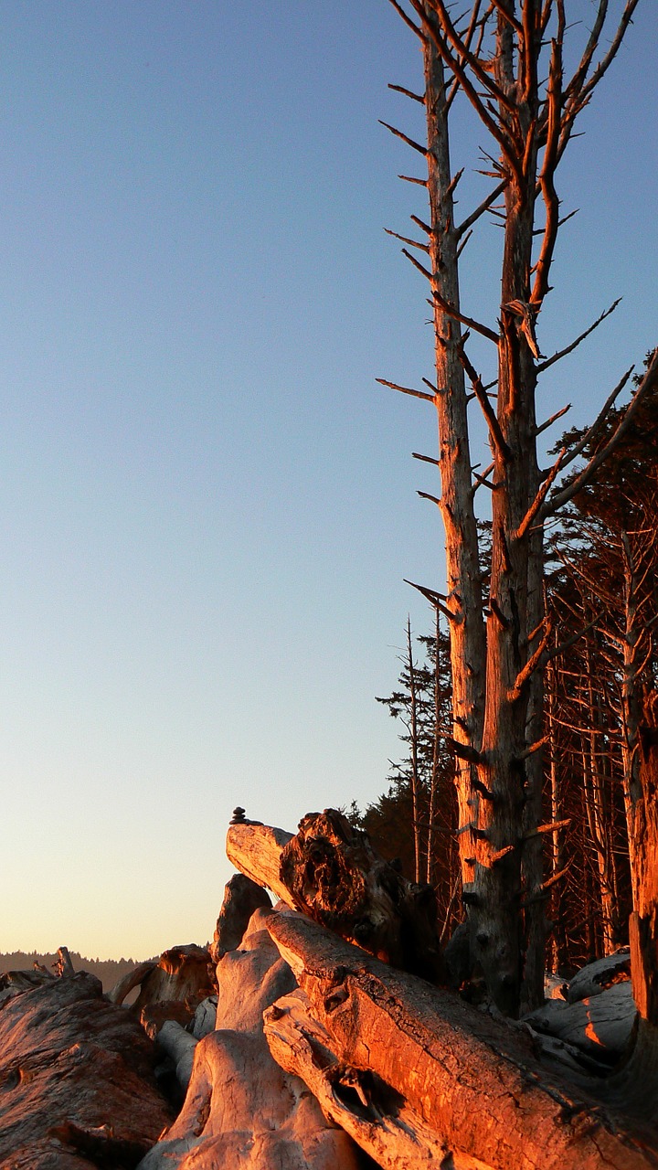 national park forest washington free photo