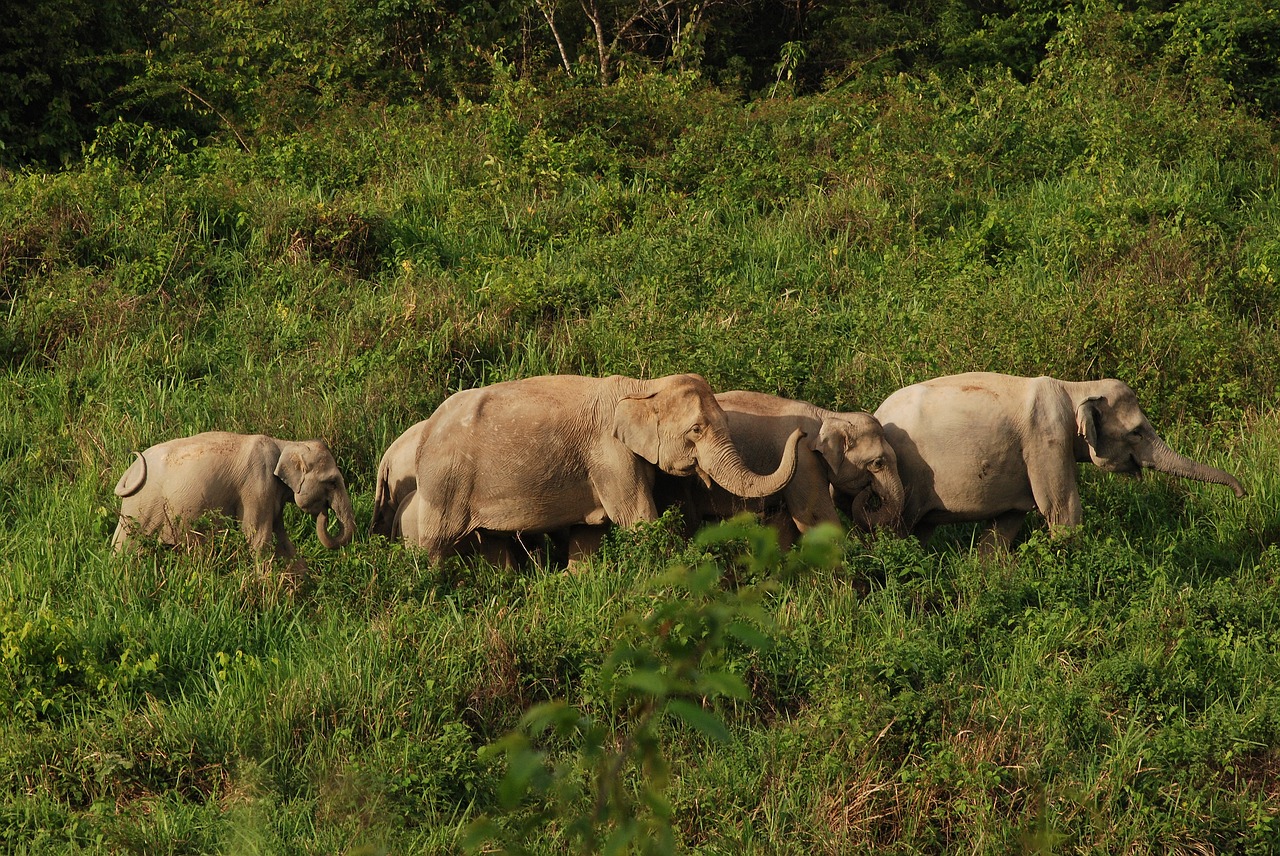 national park  thailand  elephant free photo