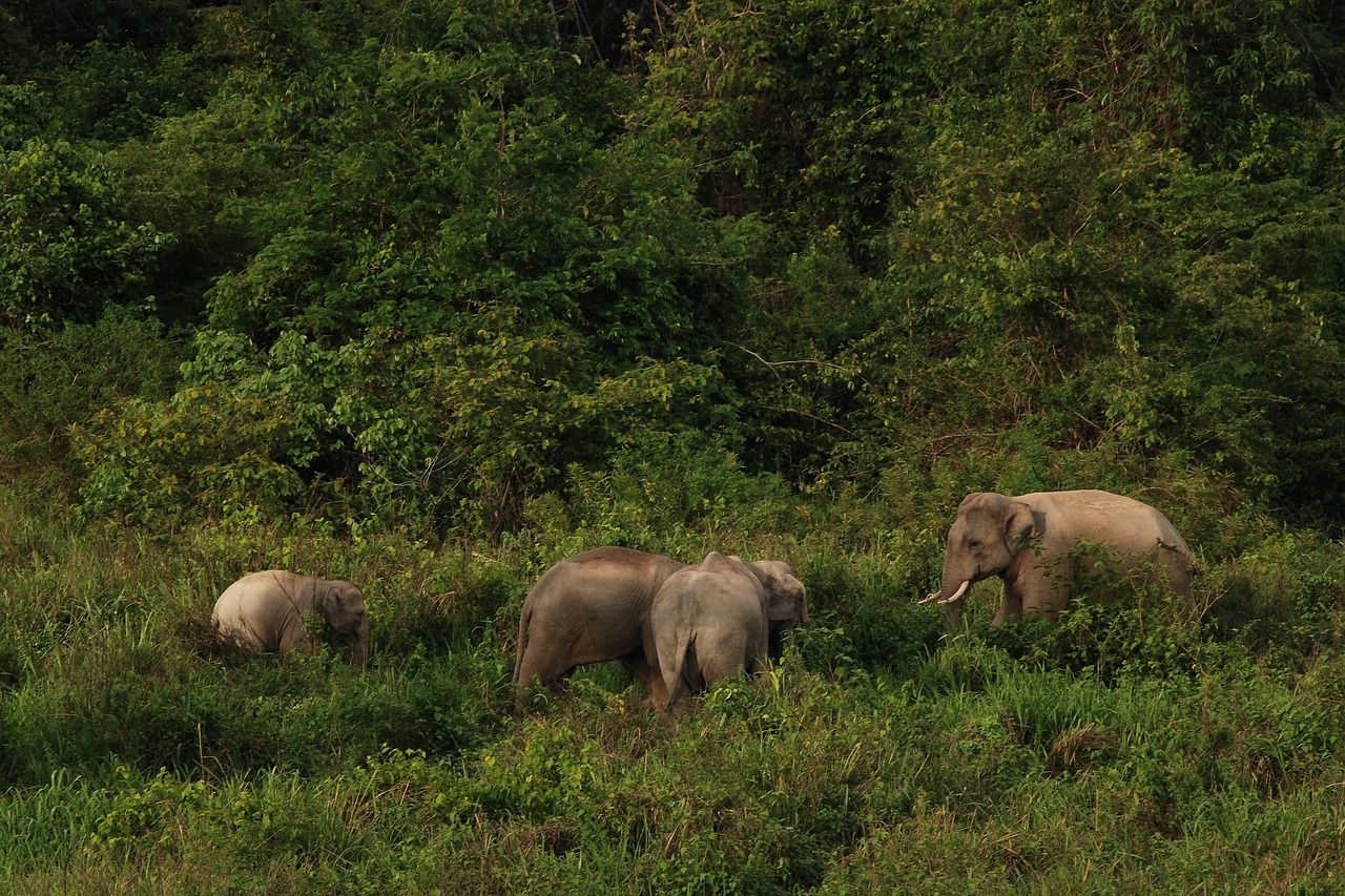 national park  thailand  elephant free photo