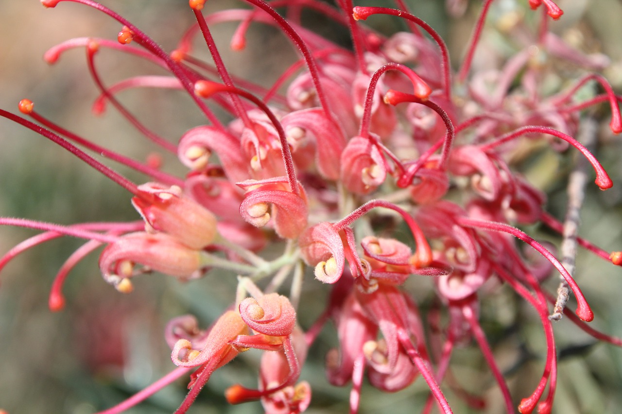 native plant red free photo