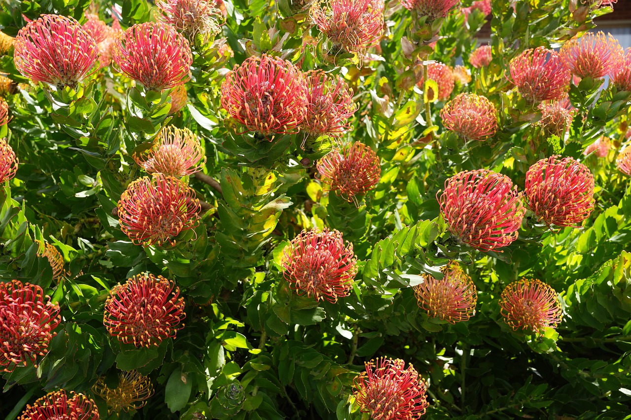 Native Blooms.