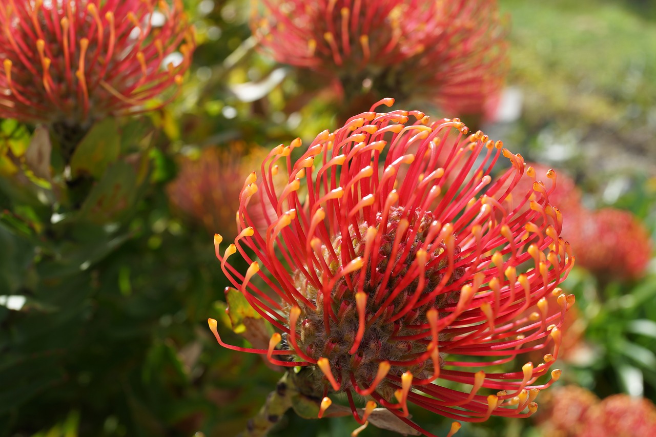 native garden botanical free photo