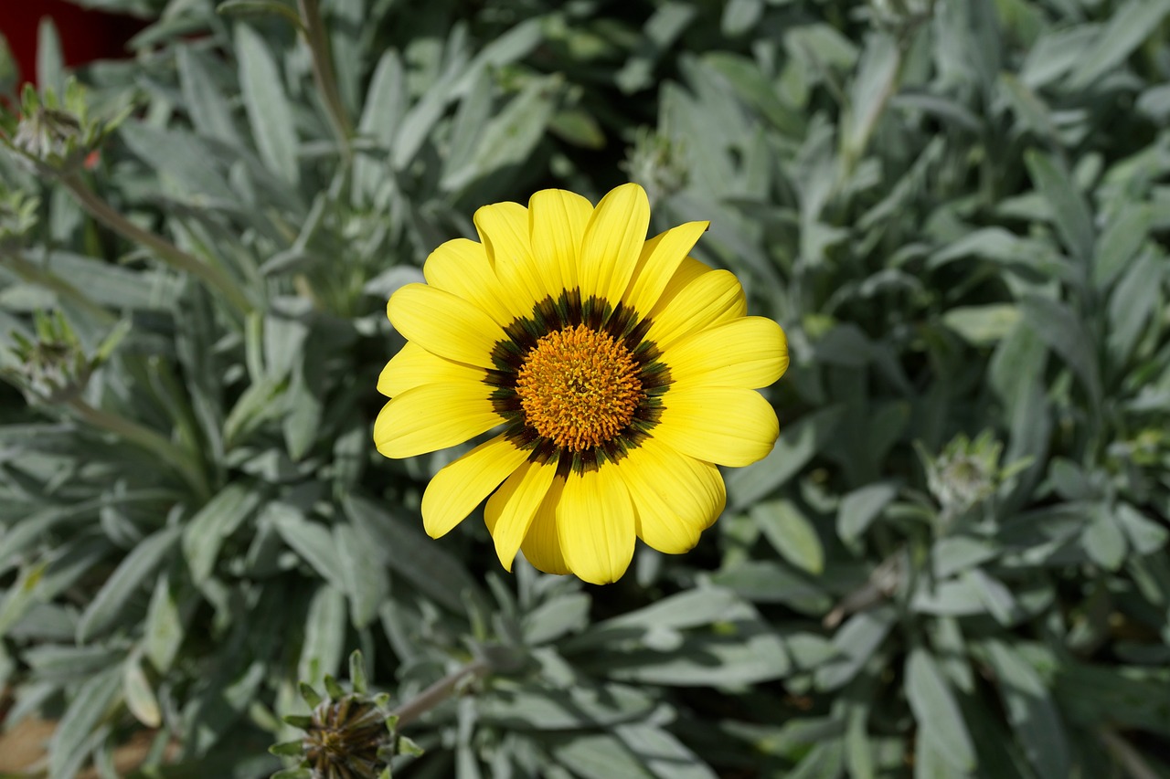 native garden botanical free photo