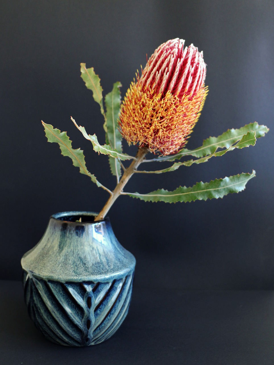 native  flower  banksia free photo