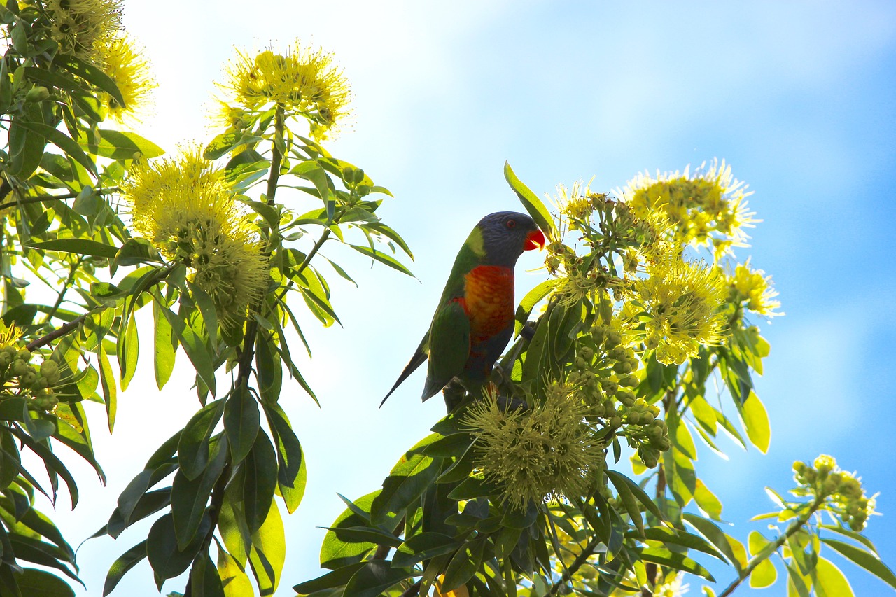 lorikeet parrot native flower free photo