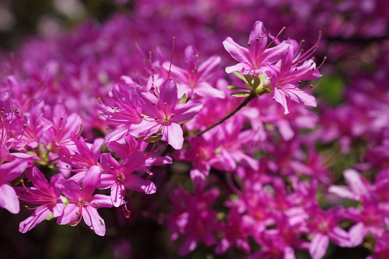 native flowers blooming national rhododendron garden free photo