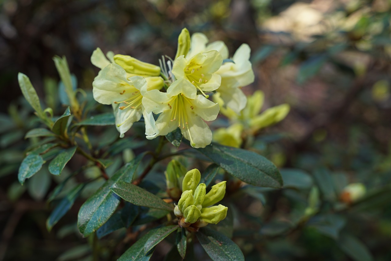 native flowers blooming national rhododendron garden free photo