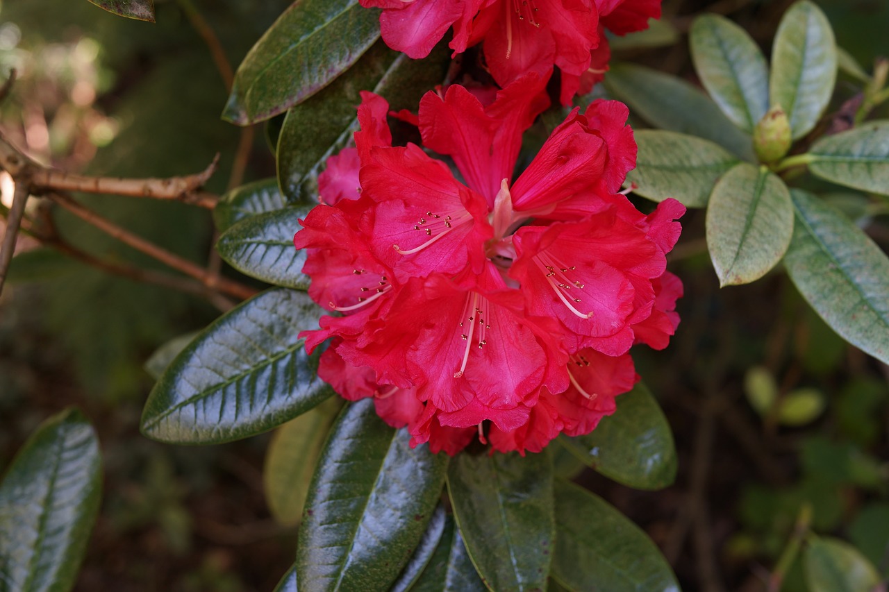 native flowers blooming national rhododendron garden free photo