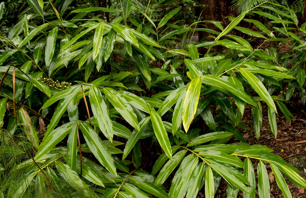 native ginger alpinia caerulea leaves free photo