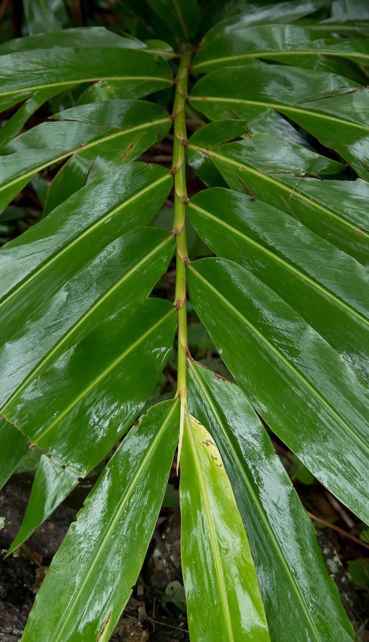 native ginger leaves wet free photo
