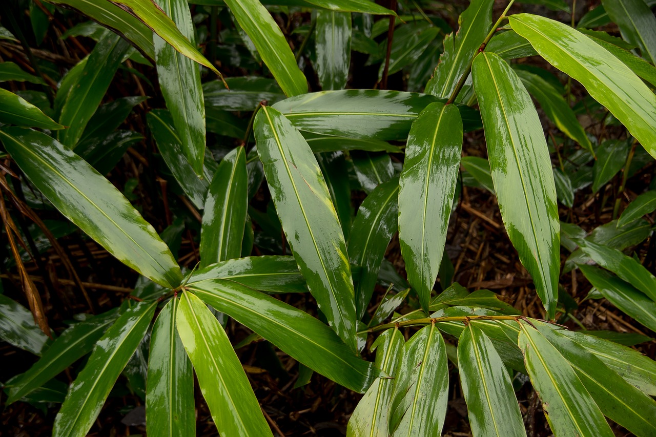 native ginger  alpinia caerulea  leaves free photo