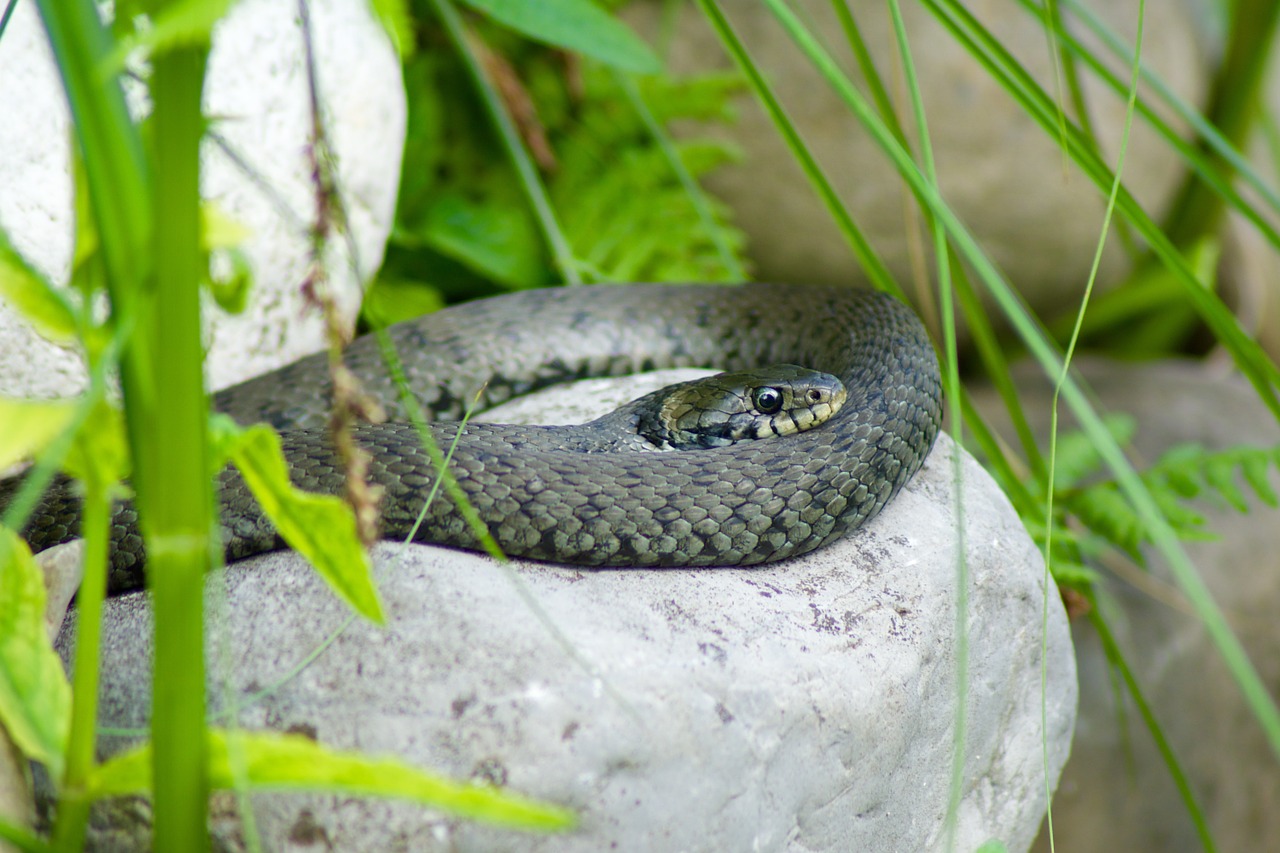 natter snake nature free photo