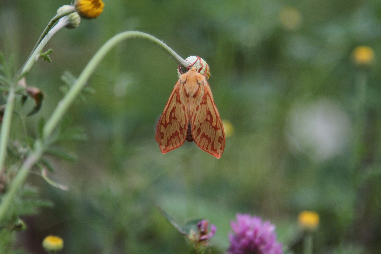 nattfly butterfly the nature of the free photo