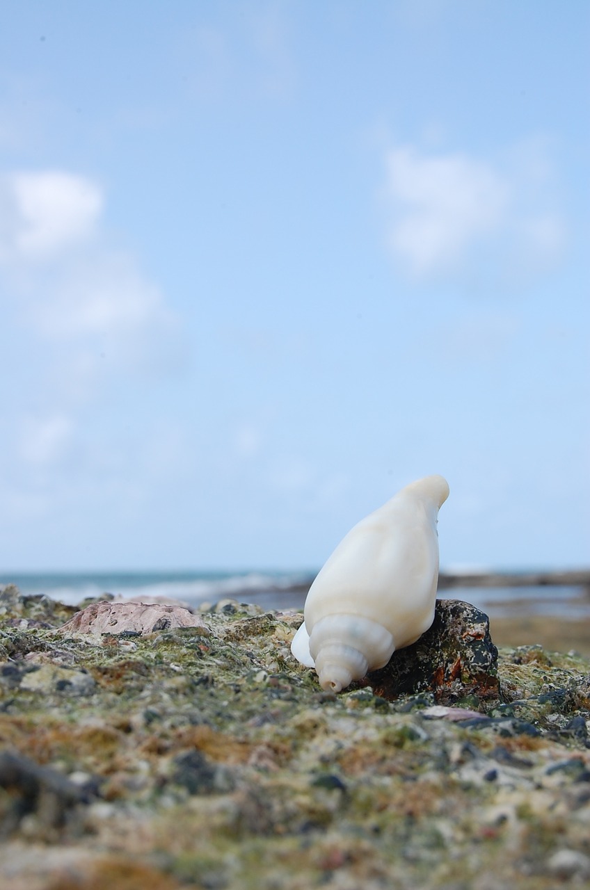 natuna sea shells free photo