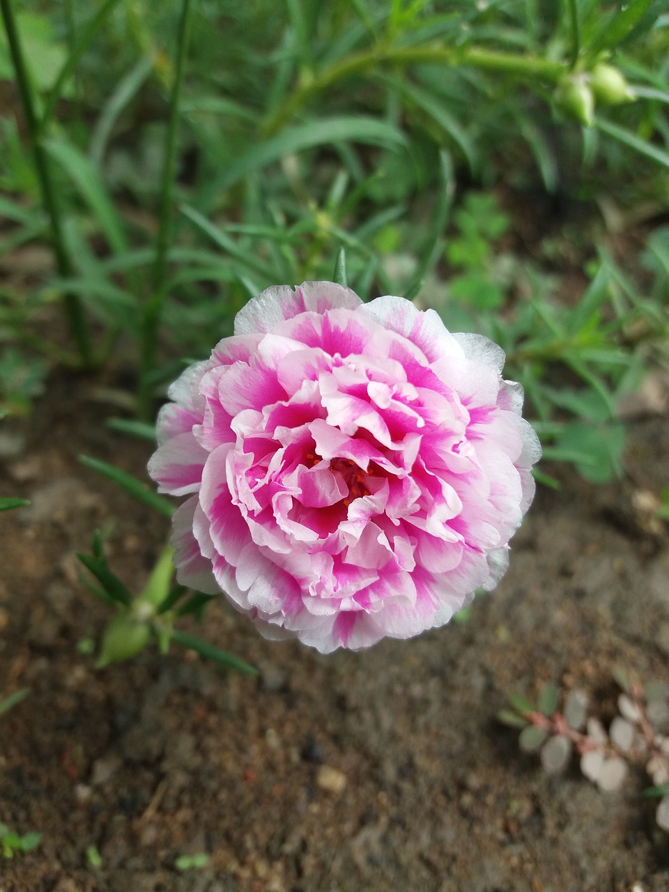 natur pink flower free photo
