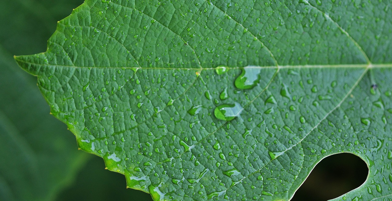 natur leaf natural free photo