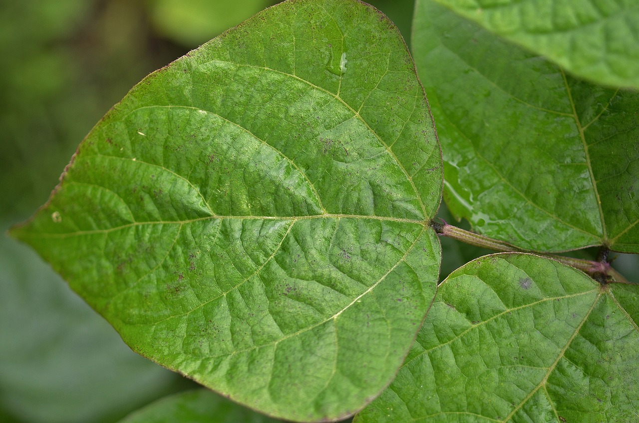 natur leaf natural free photo