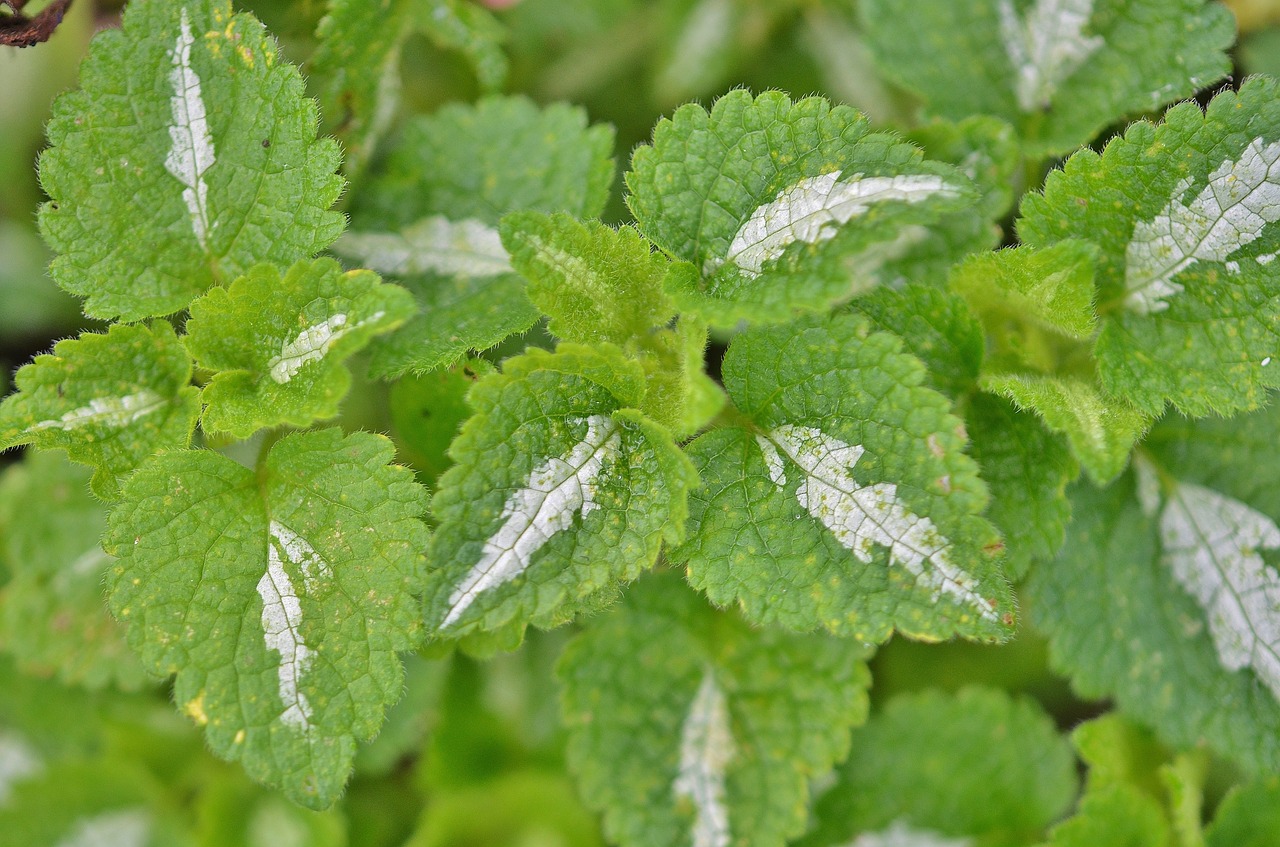 natur leaf natural free photo