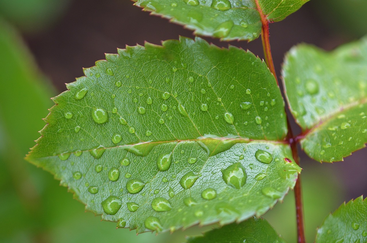 natur leaf natural free photo