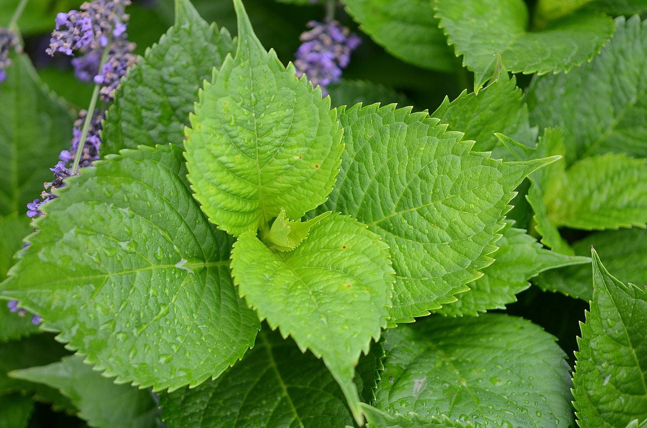 natur leaf natural free photo