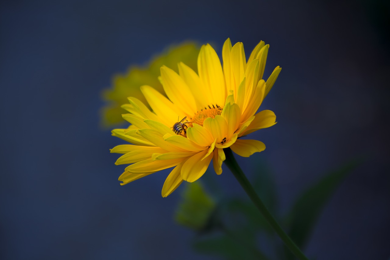 natur macro spring free photo