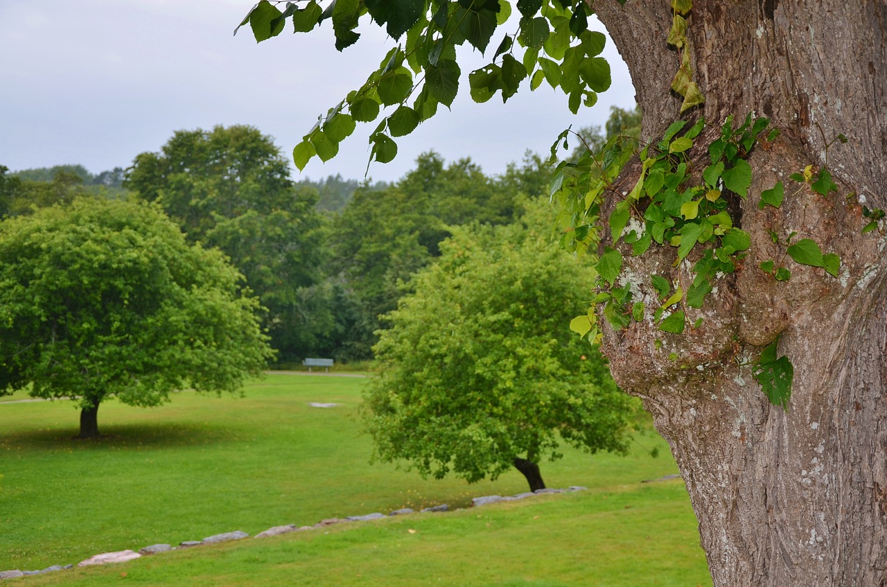 natur leaves green free photo