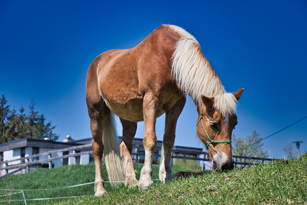 natur  pferd  tier free photo