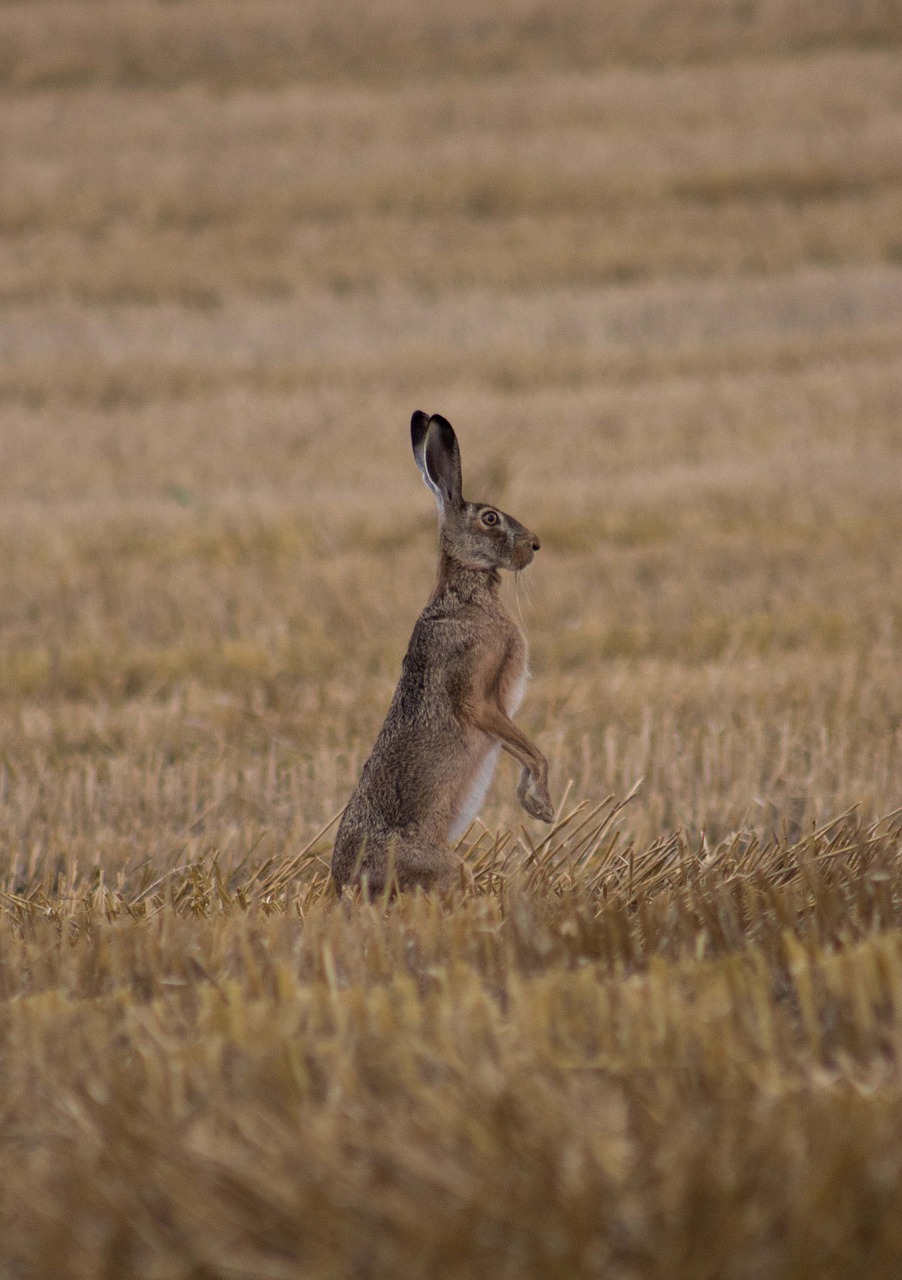 natur  rabbit  bunny free photo