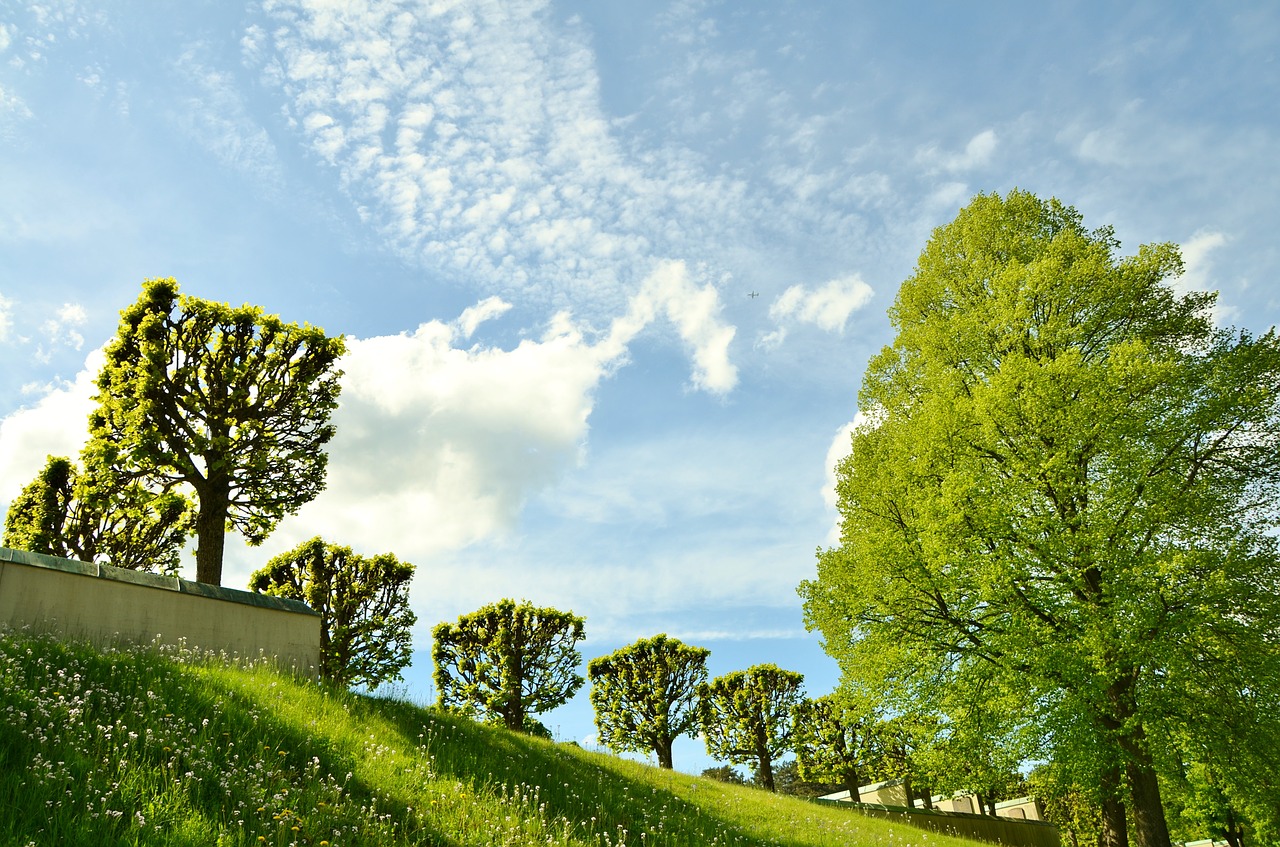 natur grass summer free photo