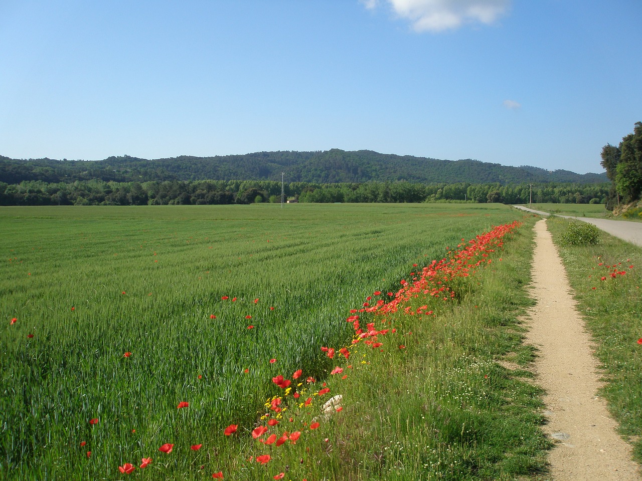 natura landscape green free photo