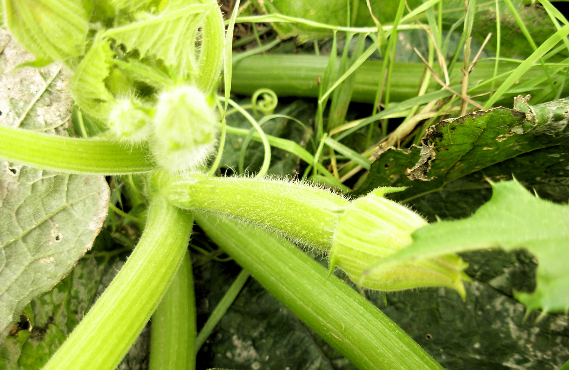 nature fruit summer free photo