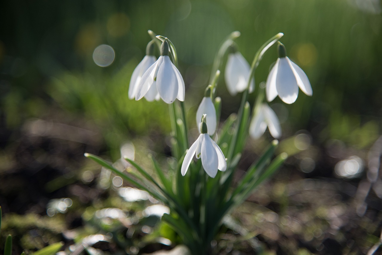 natural flowers snowdrops free photo