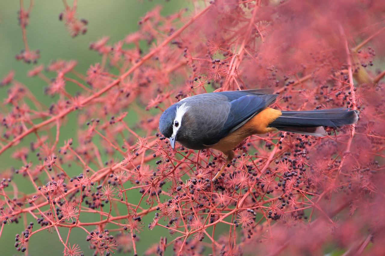 natural bird ecology free photo