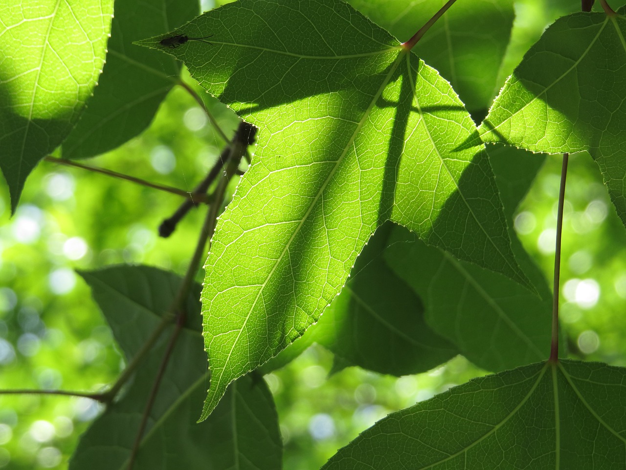 natural plant ecology free photo