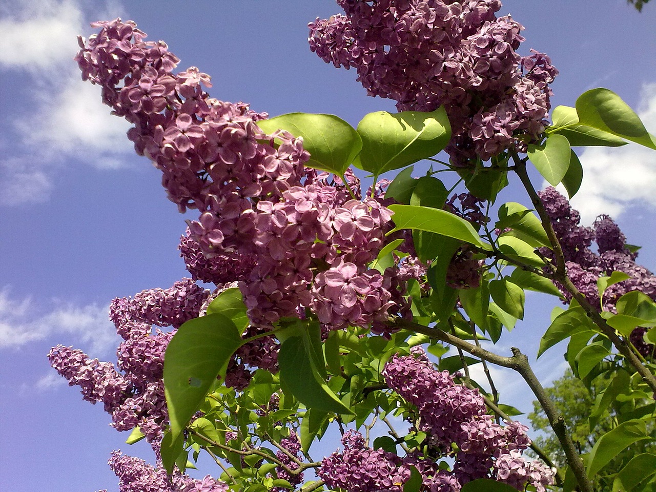 natural violet lilac free photo
