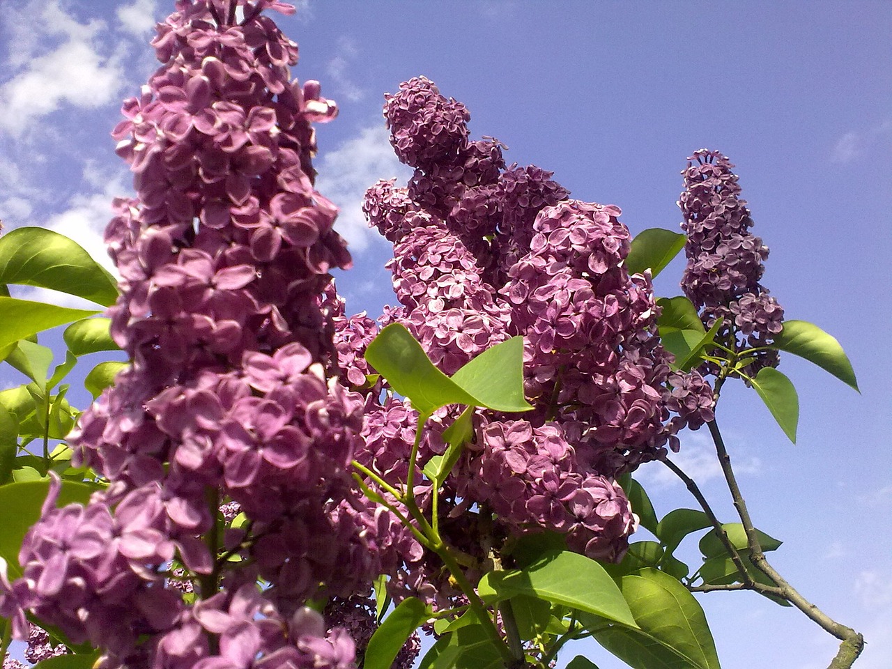 natural violet lilac free photo