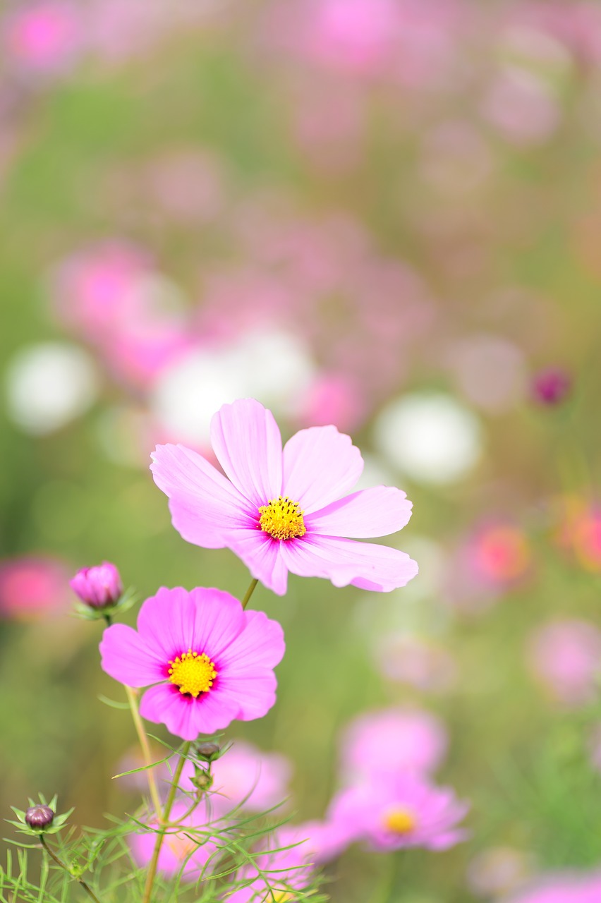 natural plant flowers free photo