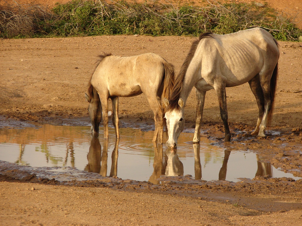 natural horse animals free photo