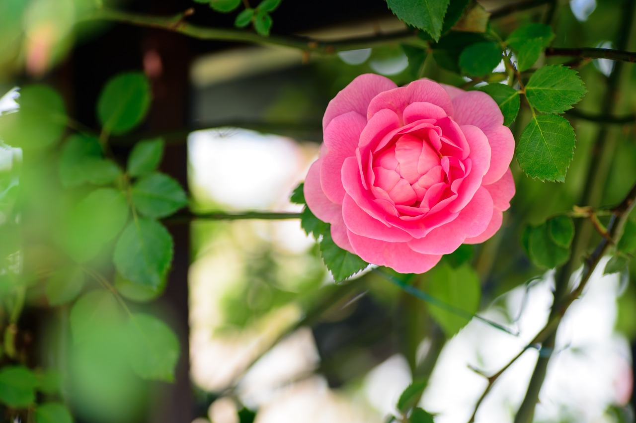 natural plant flowers free photo