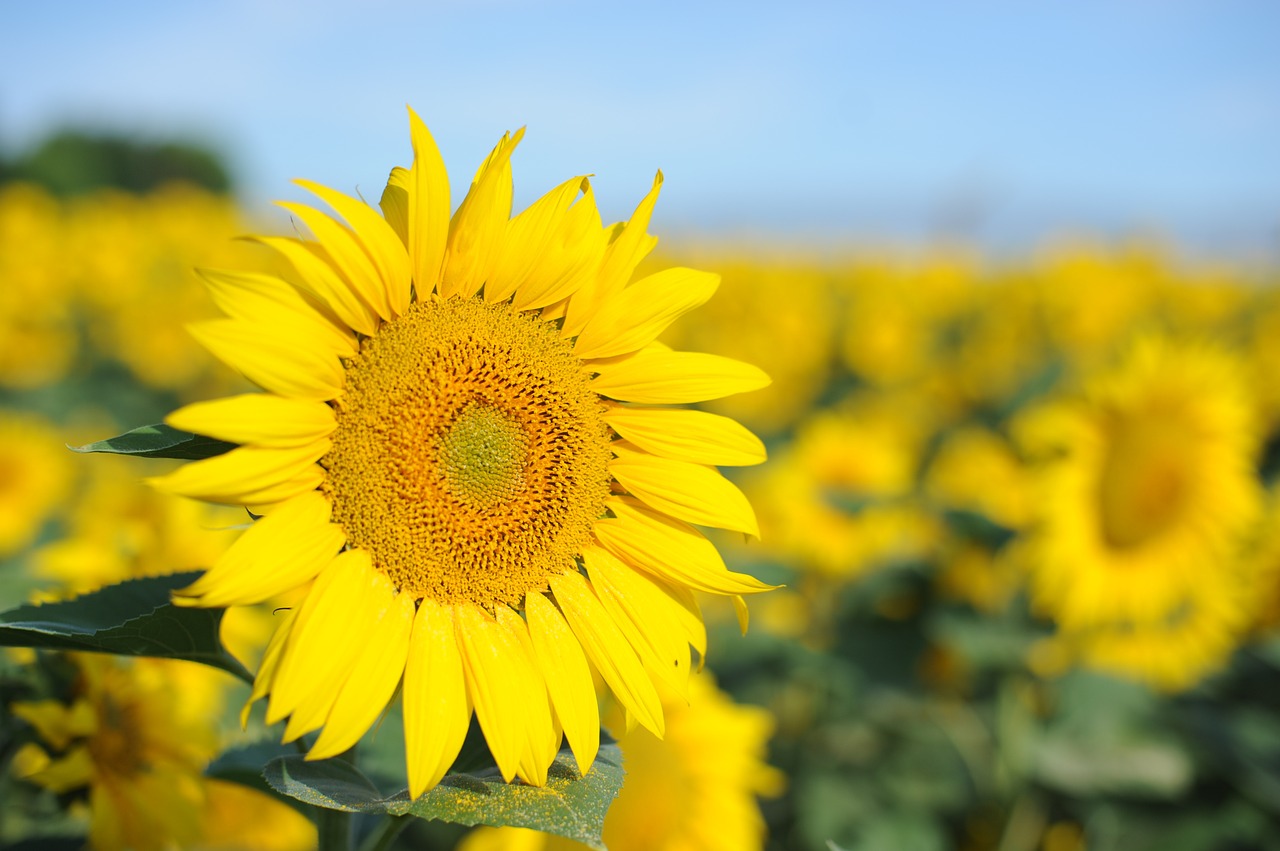 natural sunflower the scenery free photo