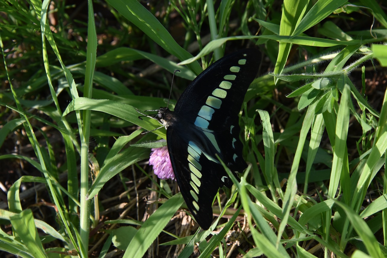 natural butterfly bug free photo