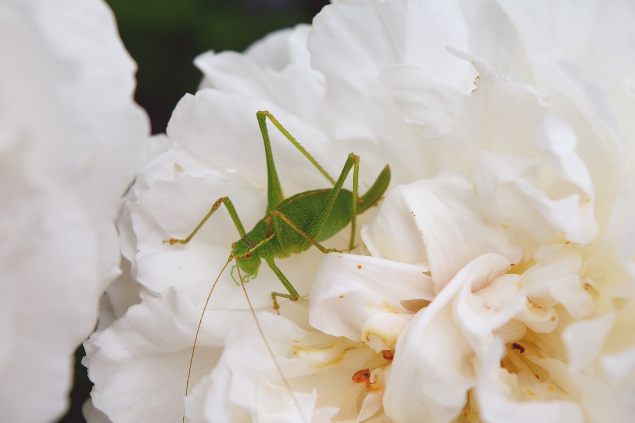 natural grasshopper white flower free photo